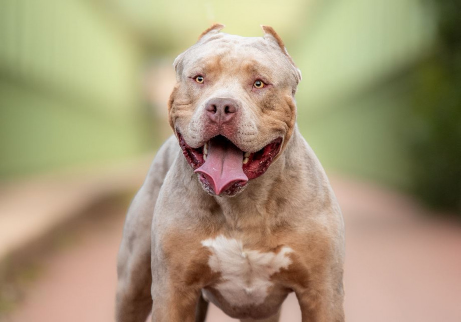 XL Bully dog
